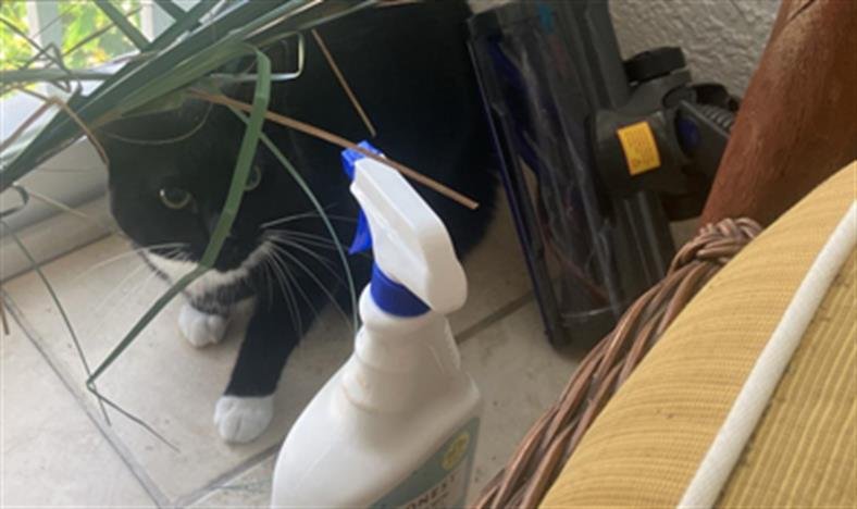 MACY - Domestic Short Hair available for adoption