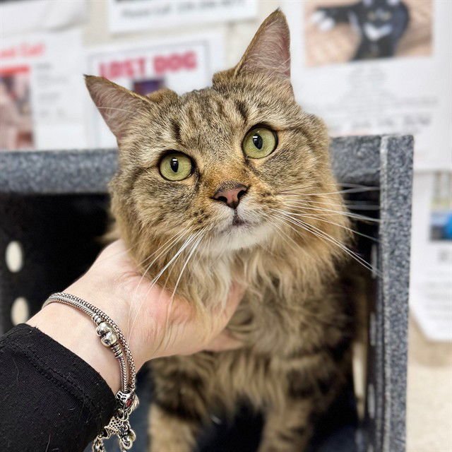 BLOSSOM - Domestic Long Hair available for adoption