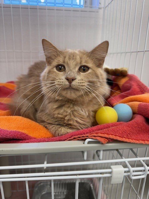 DARTAGNAN - Domestic Short Hair available for adoption