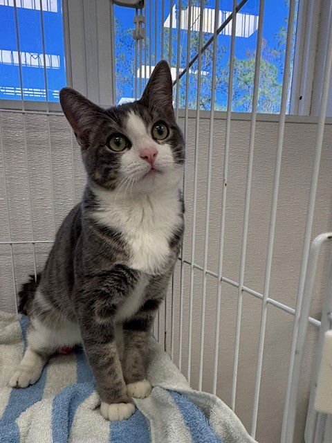 WILLIS - Domestic Short Hair available for adoption