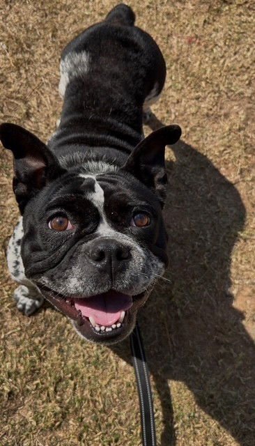 BUGGY - French Bulldog available for adoption