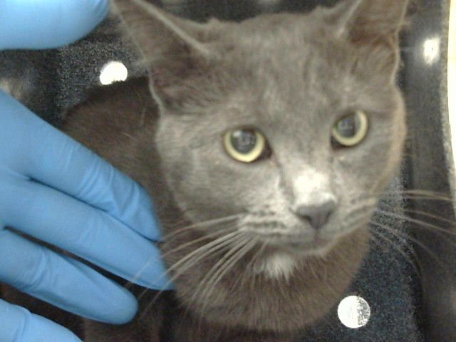 BIRDIE - Domestic Short Hair available for adoption