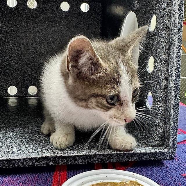 WEEZER - Domestic Short Hair available for adoption