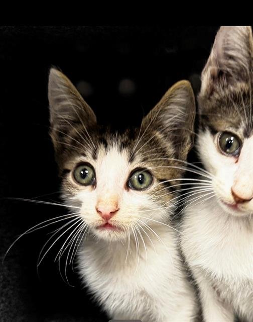 GIBBY - Domestic Short Hair available for adoption