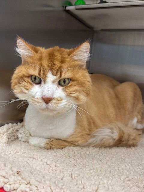 ALEXANDER - Maine Coon available for adoption