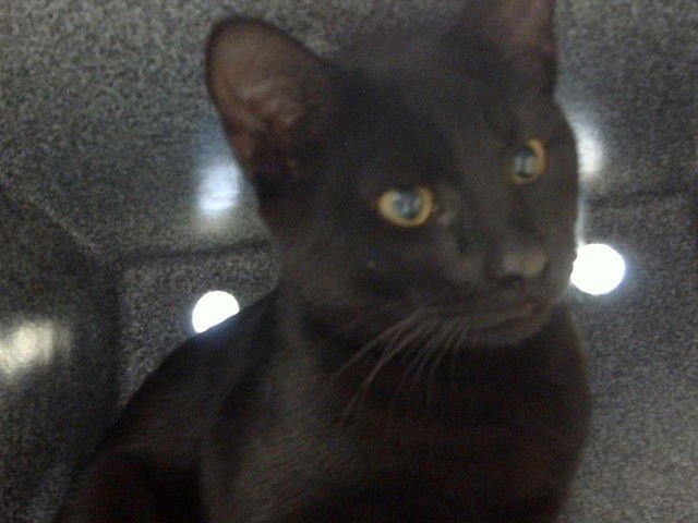 STORMY - Domestic Short Hair available for adoption