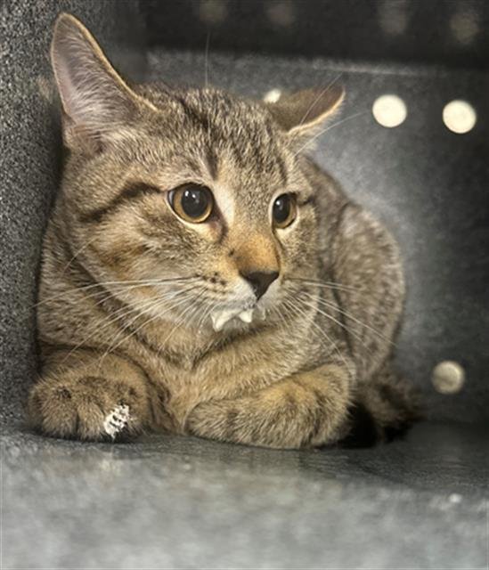 CASTOR - Domestic Short Hair available for adoption