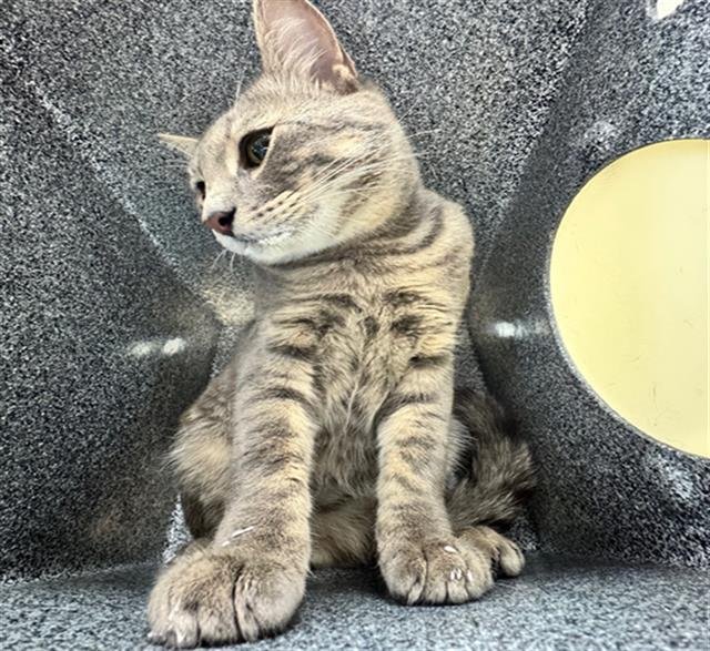 DOMINICK - Domestic Short Hair available for adoption