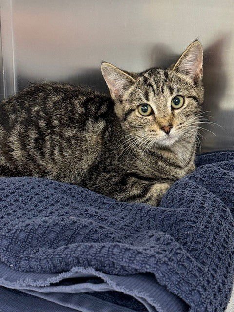 MORGAN - Domestic Short Hair available for adoption