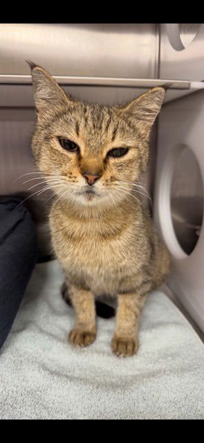 TAFFY - Domestic Short Hair available for adoption