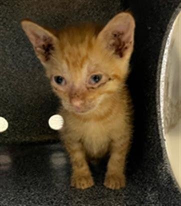 PRETZEL - Domestic Short Hair available for adoption