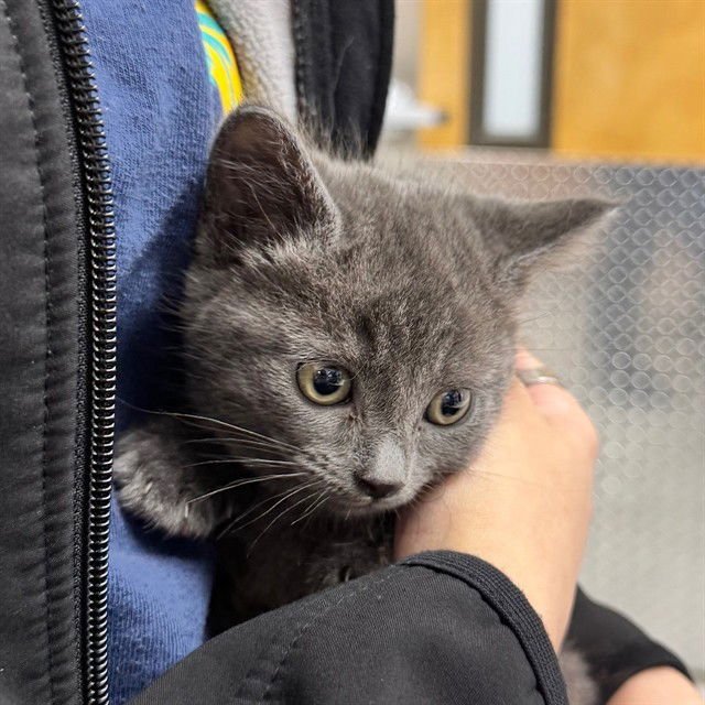 A302416 - Domestic Short Hair available for adoption