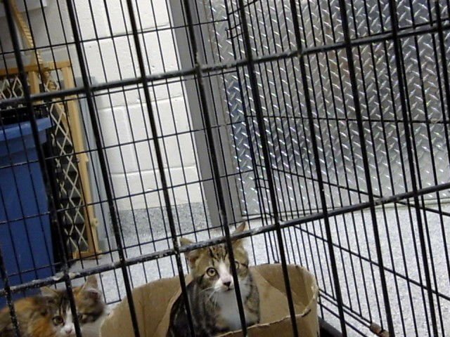 LENNI - Domestic Short Hair available for adoption