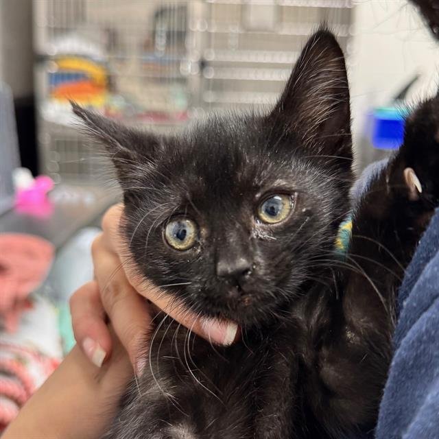 SKITTLES - Domestic Short Hair available for adoption