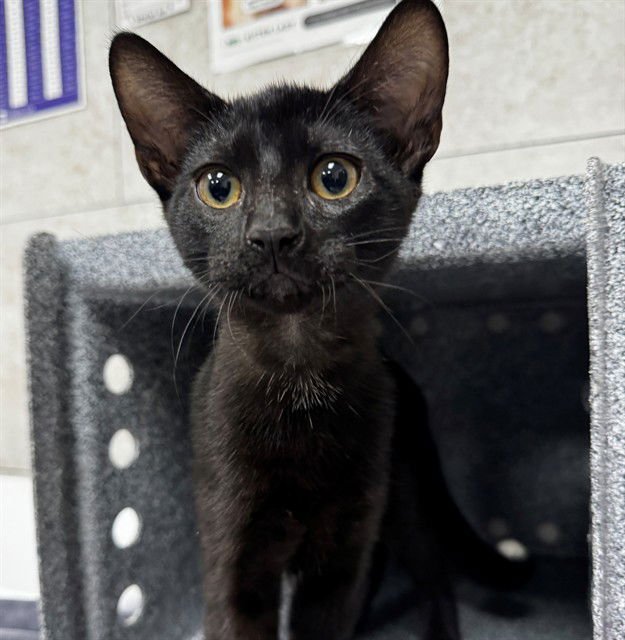 BENNY - Domestic Short Hair available for adoption