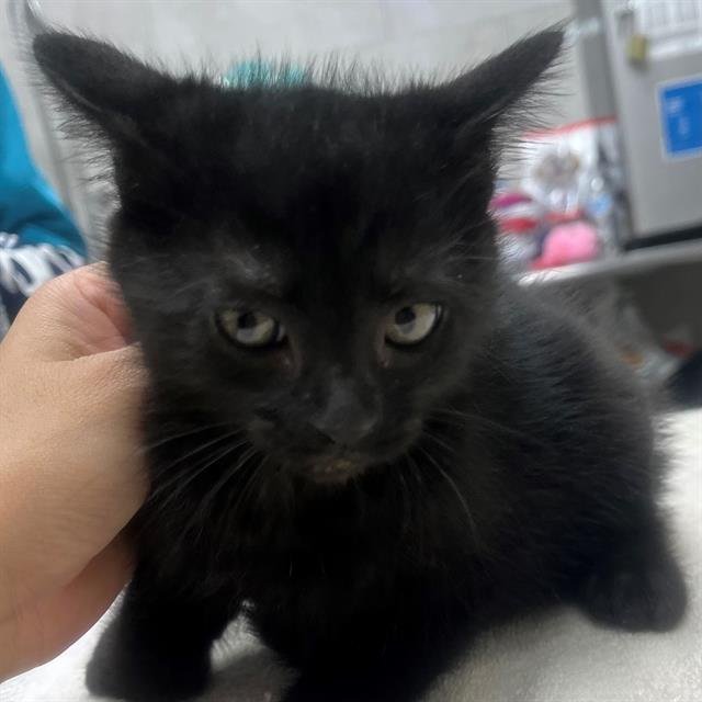 NEWT - Domestic Short Hair available for adoption