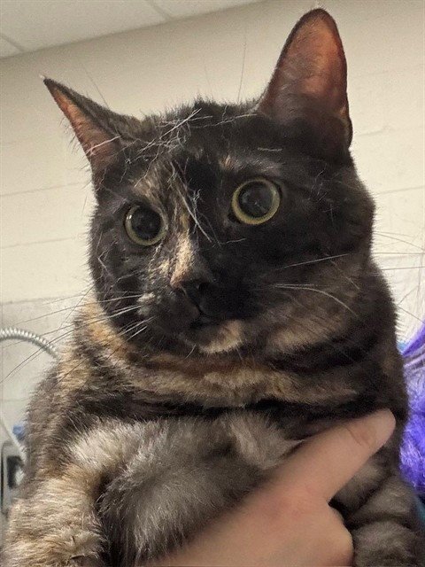 MILA - Domestic Short Hair available for adoption