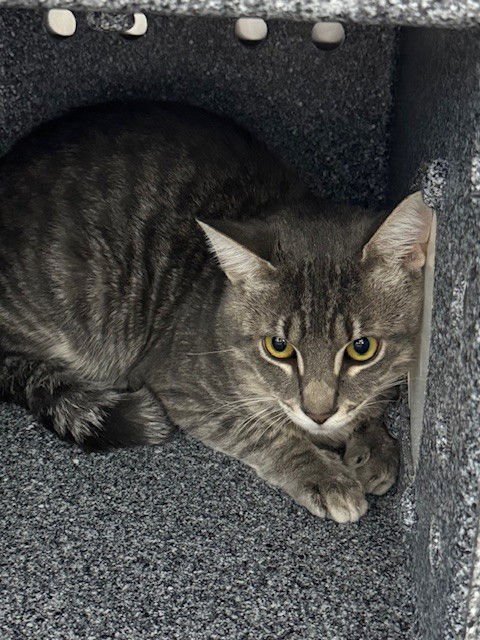 BOND - Domestic Short Hair available for adoption