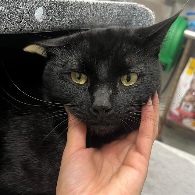 MAGIC - Domestic Short Hair available for adoption