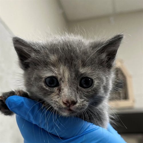 A303999 - Domestic Short Hair available for adoption