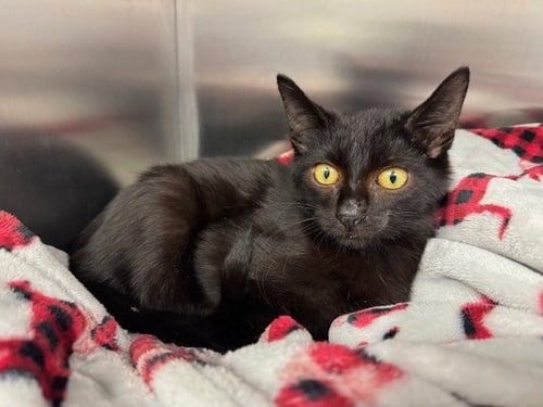 PATRICIO - Domestic Short Hair available for adoption