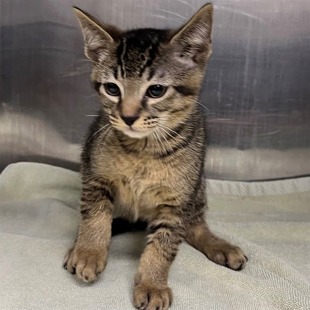 JACK - Domestic Short Hair available for adoption