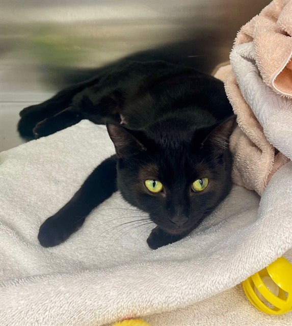 JUDITH - Domestic Short Hair available for adoption