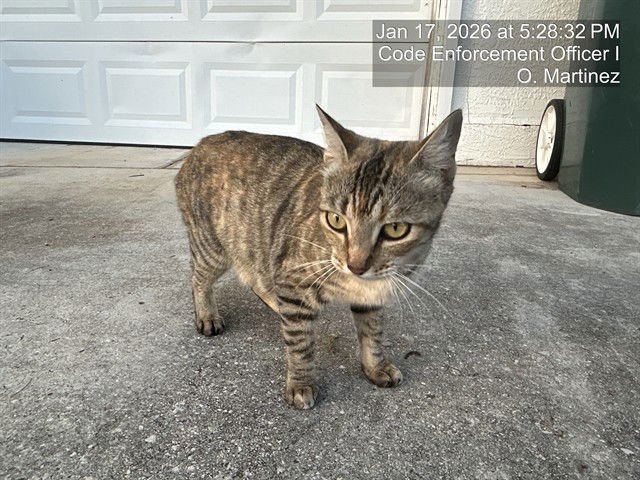 MARGIE - Domestic Short Hair available for adoption