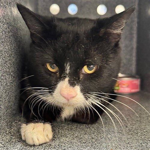 MARCO - Domestic Short Hair available for adoption