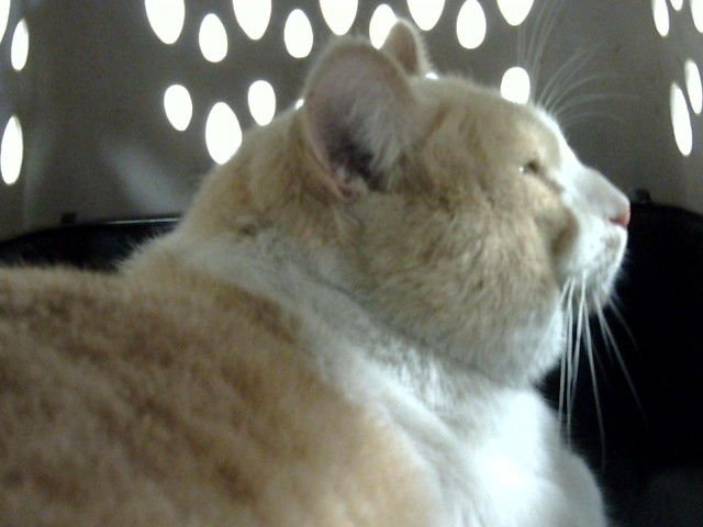 BIG CHUCK - Domestic Short Hair available for adoption