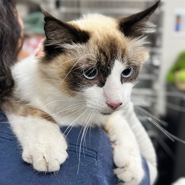 PAMUK - Domestic Medium Hair available for adoption