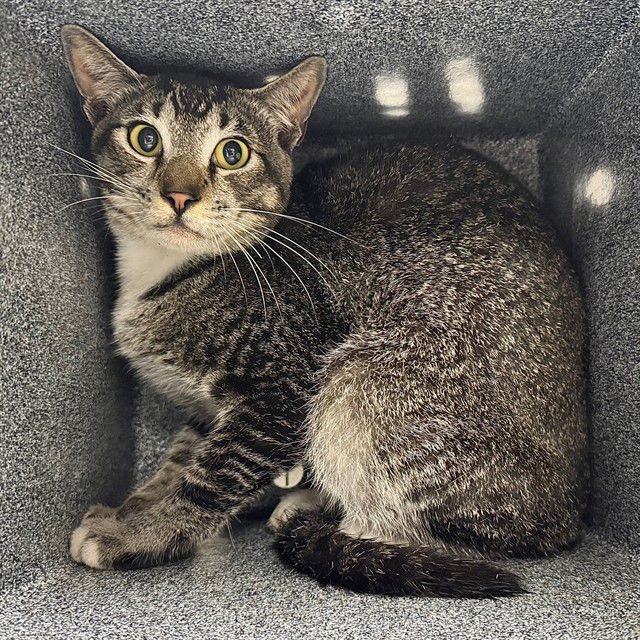 THEO - Domestic Short Hair available for adoption