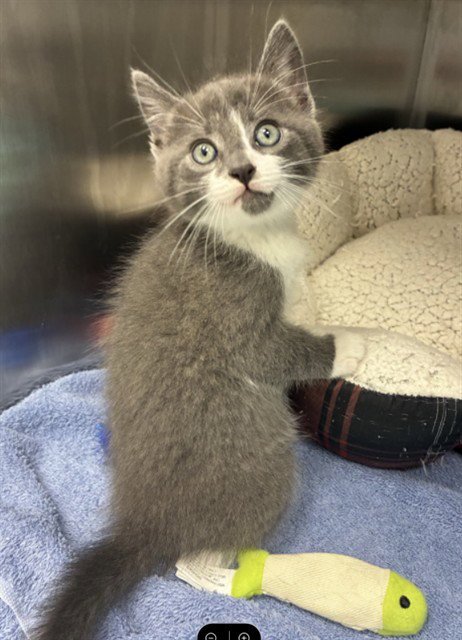 CAMERON - Domestic Short Hair available for adoption