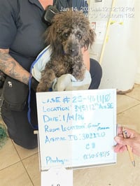 CHICKEN LITTLE - Photo 1