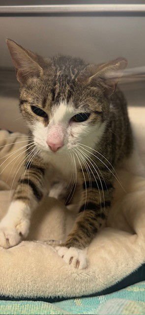 BAILEY - Domestic Short Hair available for adoption