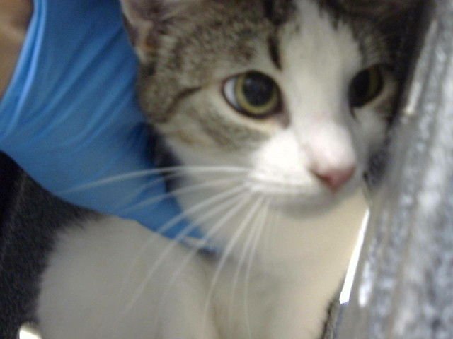 BUNNY - Domestic Short Hair available for adoption