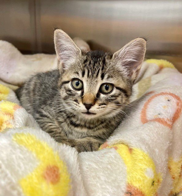 KIT - Domestic Short Hair available for adoption