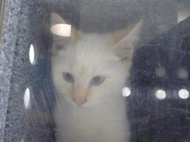 CROISSANT - Domestic Short Hair available for adoption