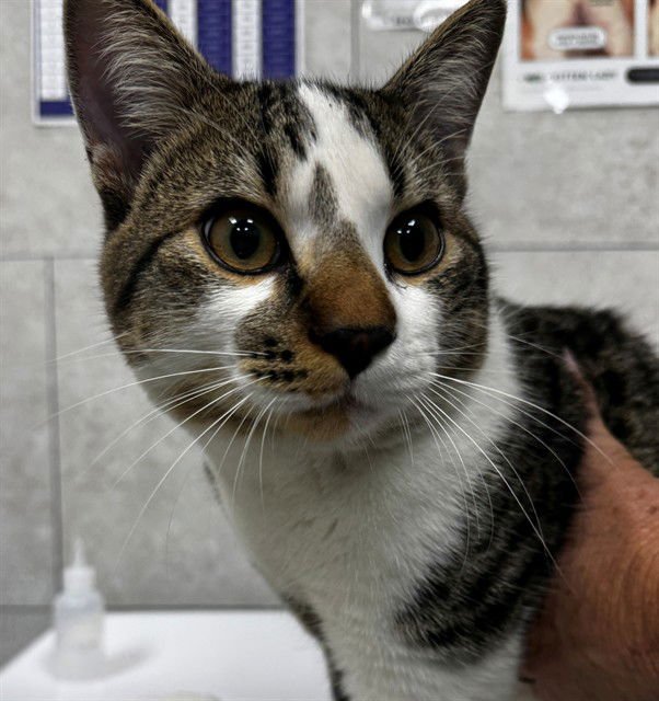 BILLY JOE - Domestic Short Hair available for adoption