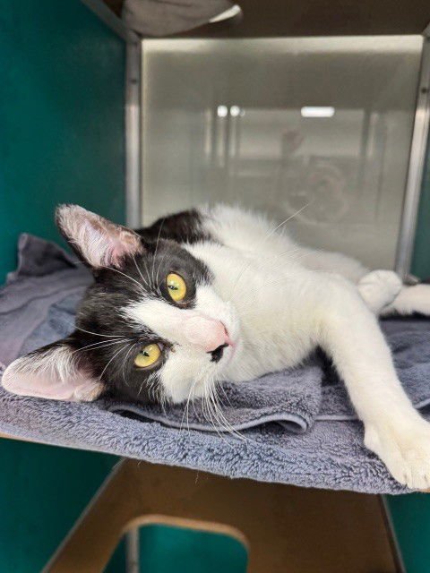 GOLIATH - Domestic Short Hair available for adoption