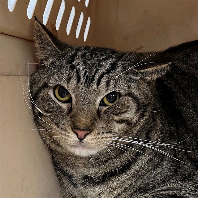 HATARI - Domestic Short Hair available for adoption