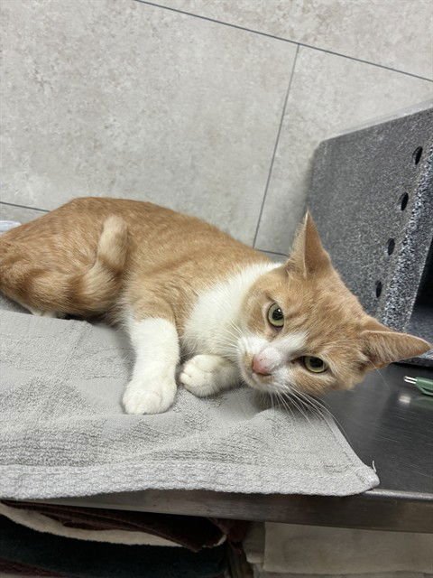 POPPY - Domestic Short Hair available for adoption