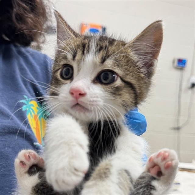 JAMBA JUICE - Domestic Short Hair available for adoption