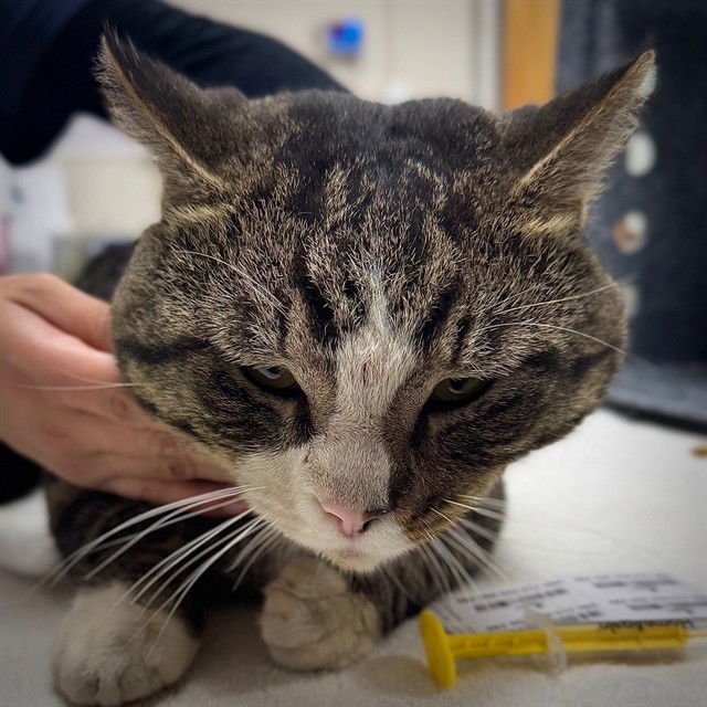 GODZILLA - Domestic Short Hair available for adoption