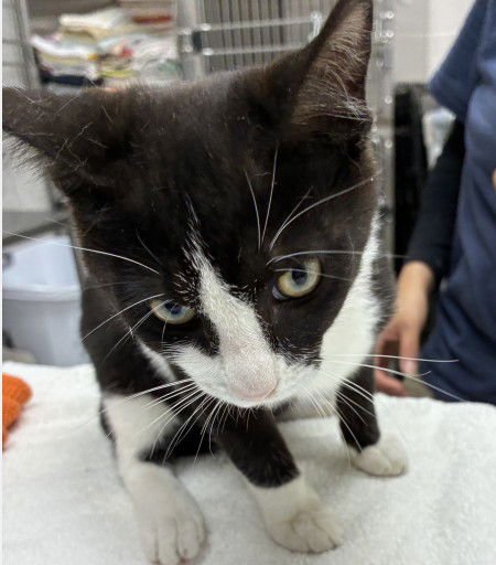 KATY - Domestic Short Hair available for adoption