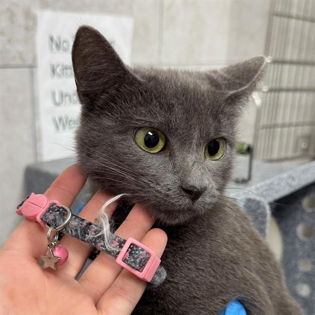 MISS GRAY - Domestic Short Hair available for adoption