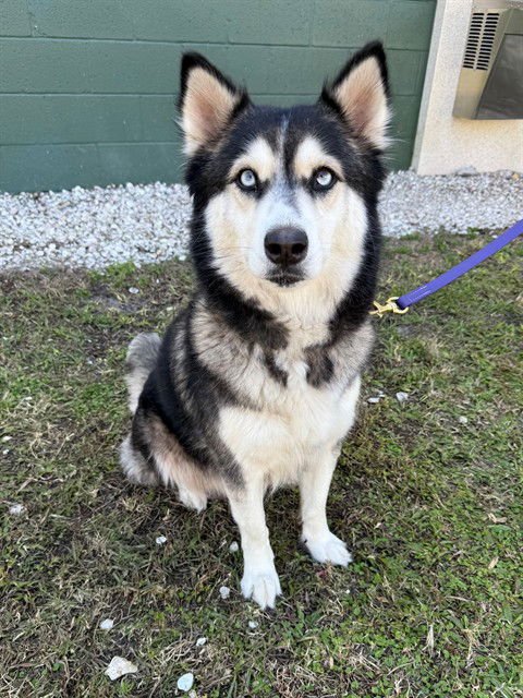 ATHENA - Siberian Husky available for adoption