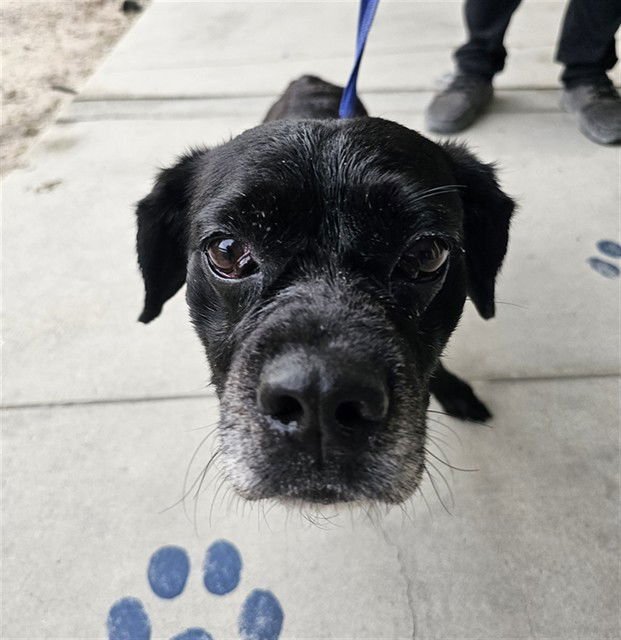 BLAKEY - Cavalier King Charles Spaniel available for adoption