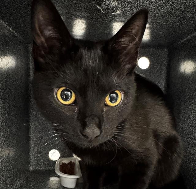 MEME - Domestic Short Hair available for adoption