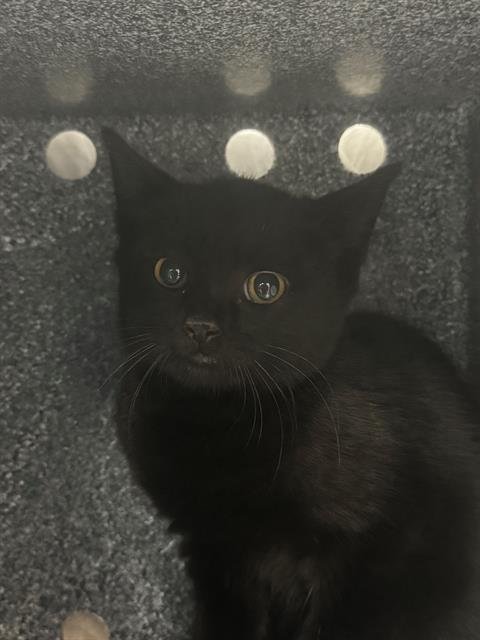 HARRISON - Domestic Short Hair available for adoption